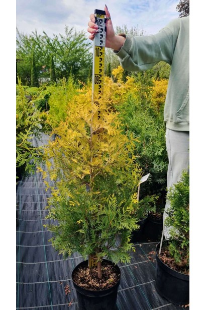 Туя західна Єллоу Ріббон - 5л/вис.80-100см/Ø30-35см